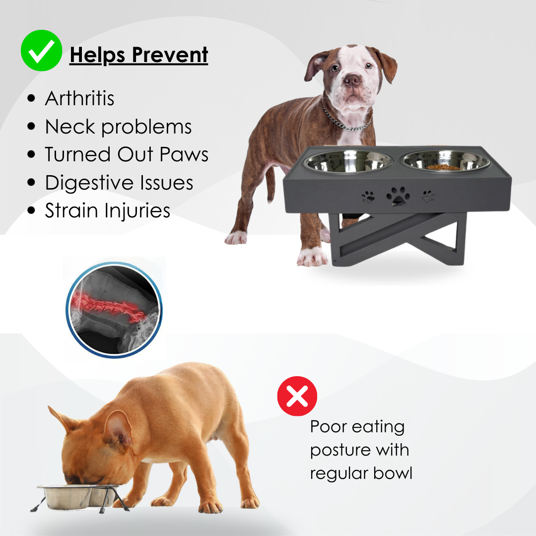 Elevated Dog Feeder Station