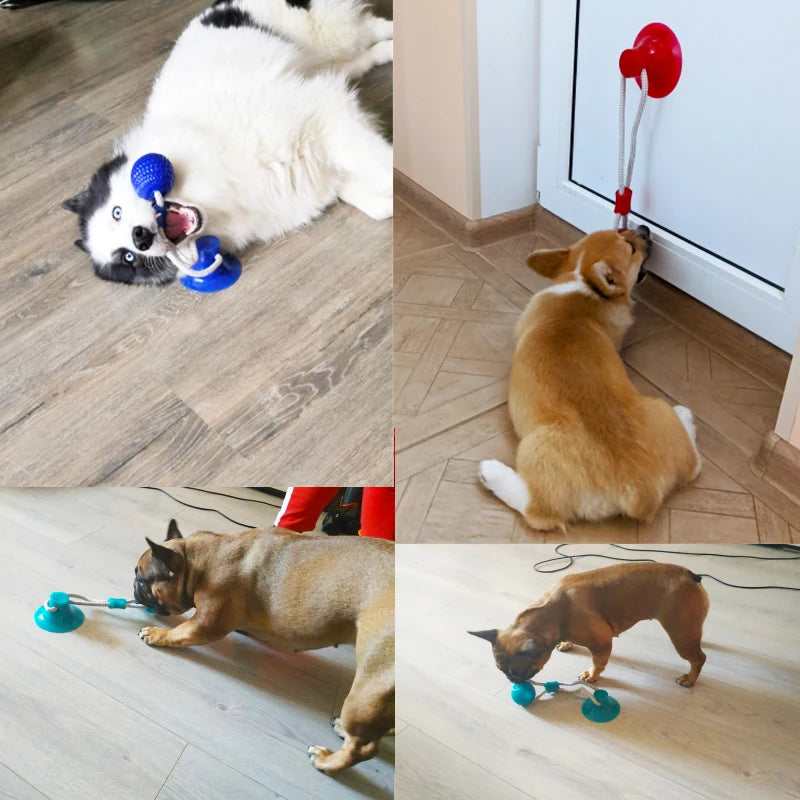 Suction Cup Elastic Rope Ball Tug